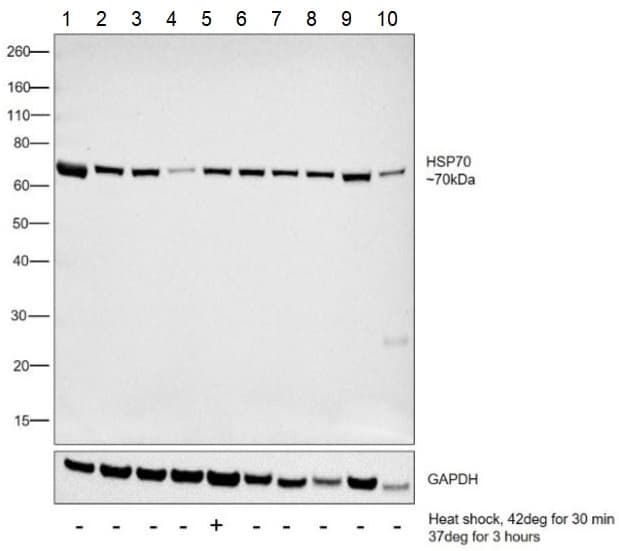 Anti-Hsp70 antibody [5A5](AB2787)