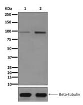Rin1 Phospho S351 Antibody Epr27342 Ab172976  Western Blot Img104868