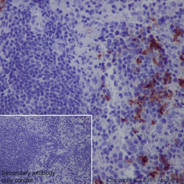 Anti-CD163 antibody [EPR19518] - BSA and Azide free(AB213612)
