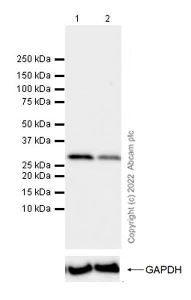 Cdk1 Antibody 1 Cdk1 Cdc2 Bsa And Azide Free Ab305625  Western Blot Img401317