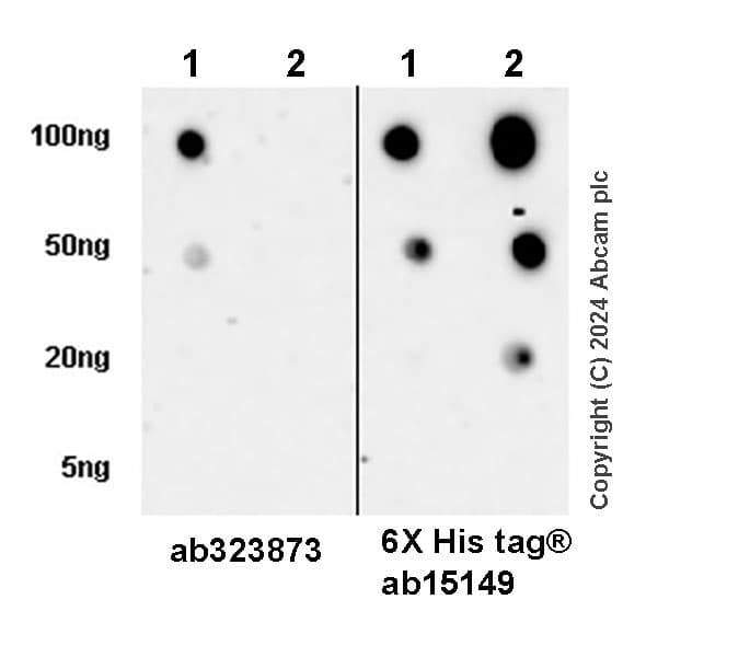 Anti-6X His tag® antibody [AD1.1.10](AB15149)