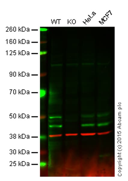 Anti-JNK1 antibody [EPR140(2)](AB110724)
