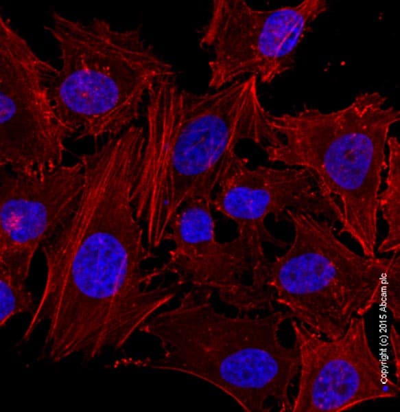 Phalloidin-iFluor 647 Reagent(AB176759)