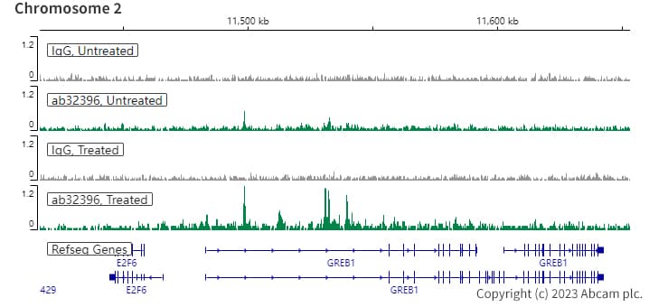 Estrogen Receptor Alpha Phospho S118 Antibody E91 Ab32396  Chic Cut Run Sequencing Img424407