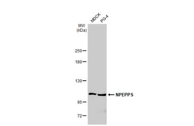 Npepps Antibody Hl1531 Ab308163  Western Blot Img407060
