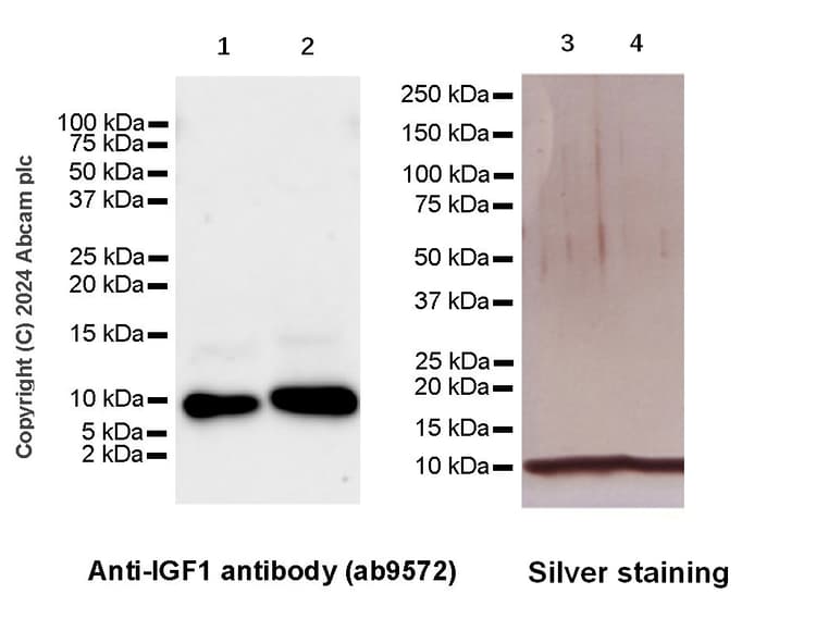 Anti-IGF1+IGF2 antibody(ab9572)