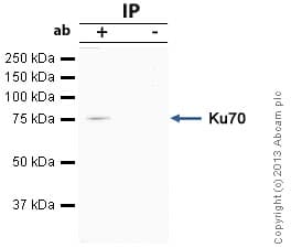 Anti-Ku70 antibody(ab83501)