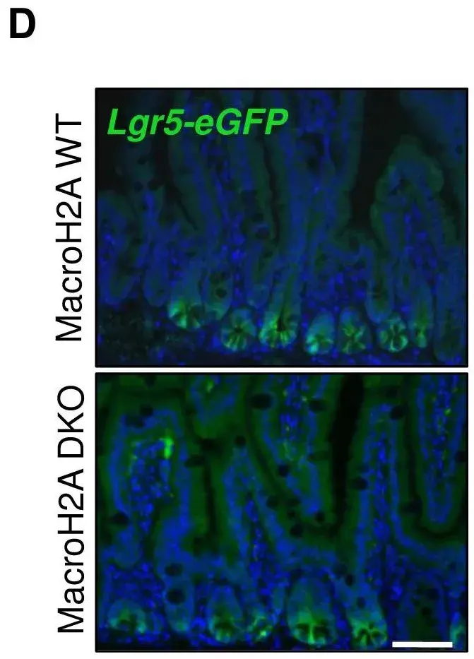 Anti-GFP antibody(AB6673)