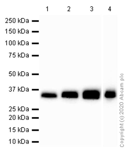 Anti-Apolipoprotein E antibody [EP1374Y](AB52607)