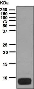 Anti-Osteocalcin antibody [EPR3690] - BSA and Azide free(AB236048)
