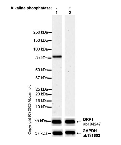 Anti-DRP1 antibody [EPR19274](AB184247)