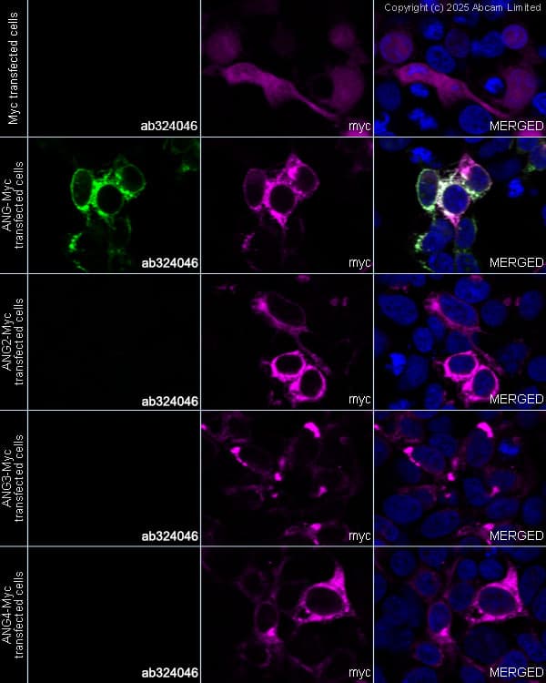 Alexa Fluor® 594 Anti-Myc tag antibody [9E10](AB223894)
