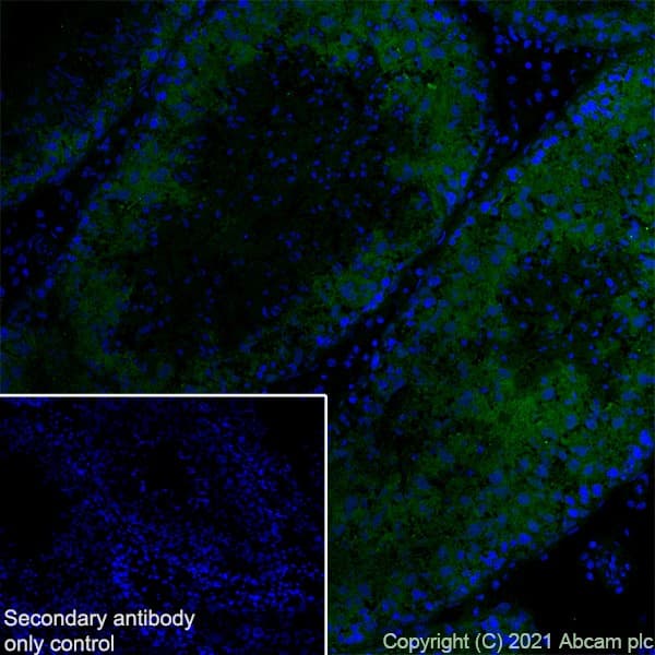 Ythdc2 Antibody Epr21820 49 Bsa And Azide Free Ab259277  Immunohistochemistry Frozen Sections Img171565