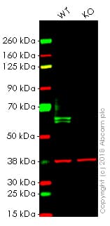 Anti-IRF5 antibody [EPR17067](AB181553)