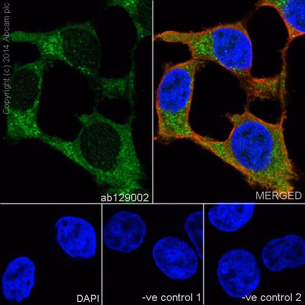 Vinculin Antibody Epr8185 Ab129002 Immunocytochemistry Immunofluorescence Img118915
