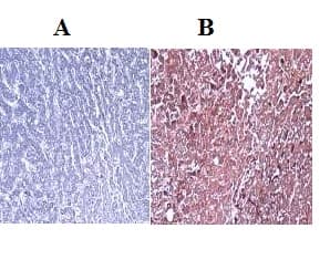 Gsta1 Antibody Ab53940  Immunohistochemistry Formalin Pfa Fixed Paraffin Embedded Sections Img55680