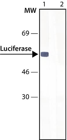 Anti-Firefly Luciferase antibody(AB21176)