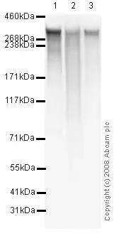 Anti-Fibronectin antibody(AB2413)