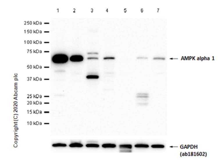 Anti-AMPK alpha 1 antibody [Y365](AB32047)