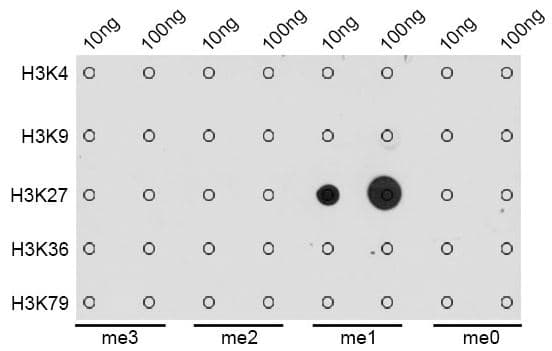 Histone H3 Mono Methyl K27 Antibody Ab194688  Dot Blot Img32363