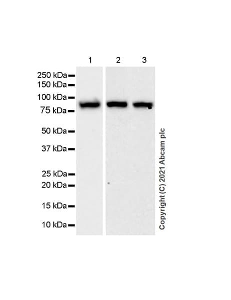 Anti-PUS7 antibody [EPR25172-31] - BSA and Azide free(AB289865)