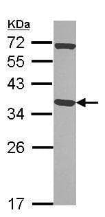 Anti-Pirin/PIR antibody(AB227280)