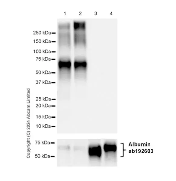 Anti-Albumin antibody [EPR12774](AB192603)