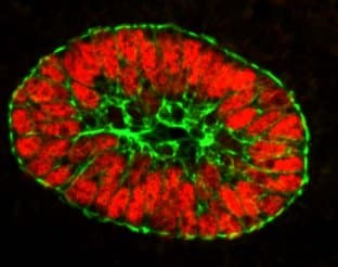 Anti-wide spectrum Cytokeratin antibody(AB9377)
