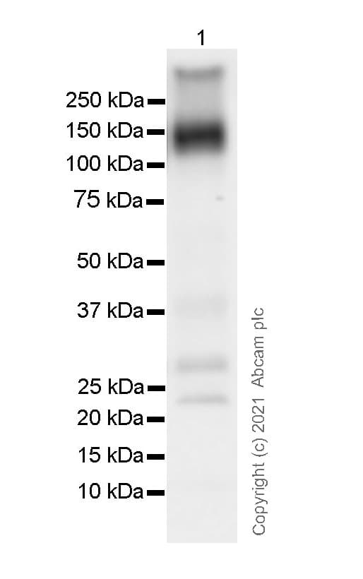 Anti-KCC2 antibody [EPR24203-85](AB259969)