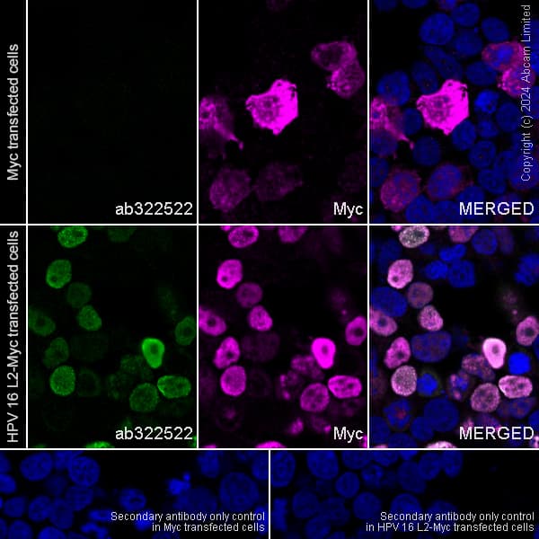 Anti-Myc tag antibody(AB9106)