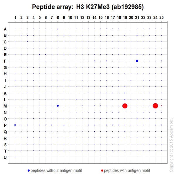 Anti-Histone H3 (tri methyl K27) antibody [EPR18607] - ChIP Grade(AB192985)