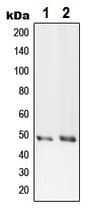 Prim1 Antibody C Terminal Ab230693  Western Blot Img88213