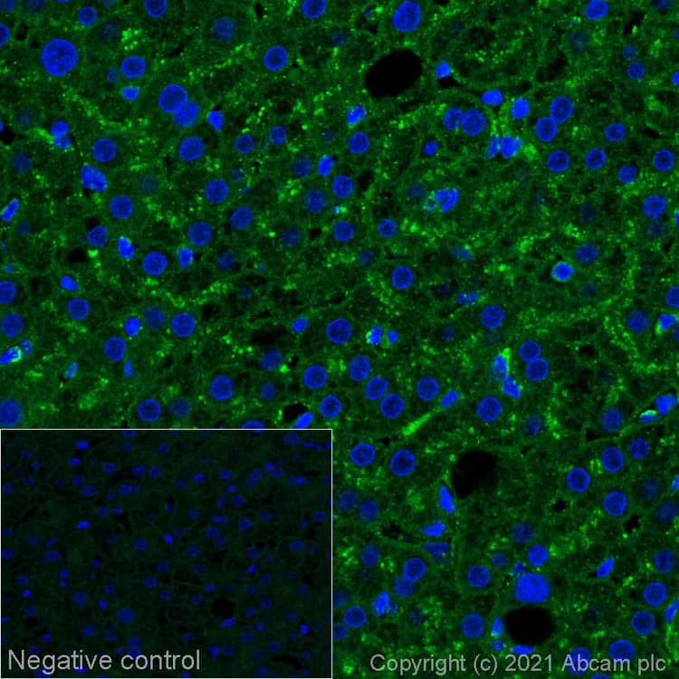 Alexa Fluor® 488 Anti-LAMP1 antibody [EPR24395-31](AB281758)