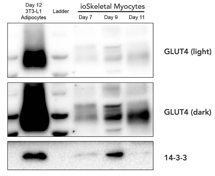 ioSkeletal Myocytes - Human iPSC derived cells(AB277612)