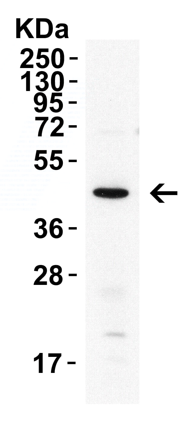 Anti-XBP1 antibody(AB37152)