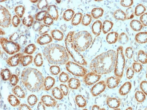 Anti-EPO antibody [EPO/1367](AB224506)
