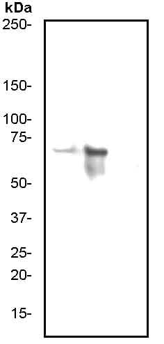 Anti-PKR (phospho T446) antibody [E120](AB32036)