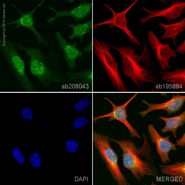 Alexa Fluor® 555 Anti-CDK2 antibody [E304](AB208043)