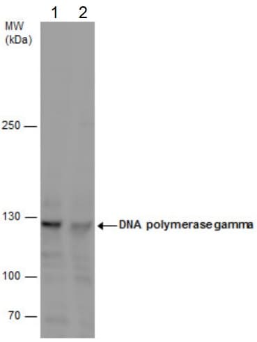 Polg Antibody Ab97661  Western Blot Img40407