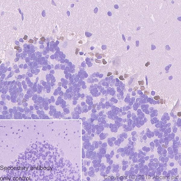 Sox1 Antibody Epr23041 60 Bsa And Azide Free Ab263870  Immunohistochemistry Formalin Pfa Fixed Paraffin Embedded Sections Img53346