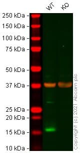 Anti-Alpha-synuclein antibody [EPR20535] - BSA and Azide free(AB225866)