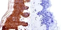 Hdac4 Antibody Ab16339  Immunohistochemistry Formalin Pfa Fixed Paraffin Embedded Sections Img49796