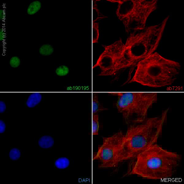Alexa Fluor® 488 Anti-NeuN antibody [EPR12763] - Neuronal Marker(AB190195)