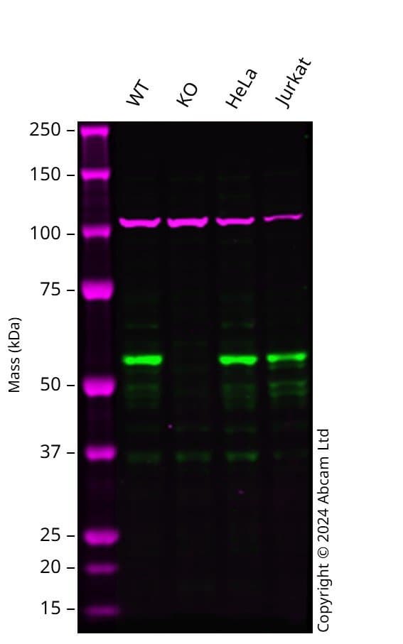 Anti-NDP52 antibody(AB68588)