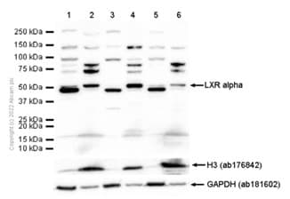 Anti-LXR alpha antibody [EPR6508(N)](AB176323)