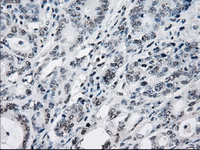 Anti-Tristetraprolin/TTP antibody [OTI8B5](AB124024)