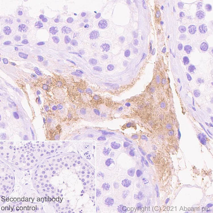 Anti-Protein S antibody [EPR24509-70] - BSA and Azide free(AB280894)