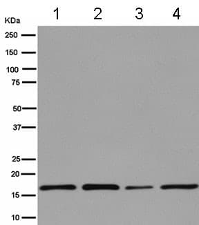 Peroxiredoxin 5 Antibody Epr14528b Bsa And Azide Free Ab250136  Western Blot Img116438