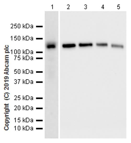 Anti-mouse IgG for IP (HRP)(AB131368)