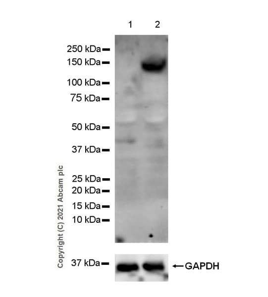 Anti-iNOS antibody [EPR16635](AB178945)
